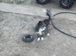 Lost Male Dog last seen Florida and knox, Denver, CO 80219