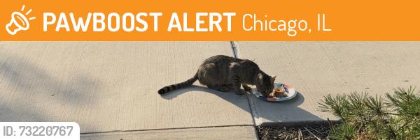 Found/Stray Female Cat last seen N Leavitt and W Oakdale / Mary Crane Center Lakeview, Chicago, IL 60618