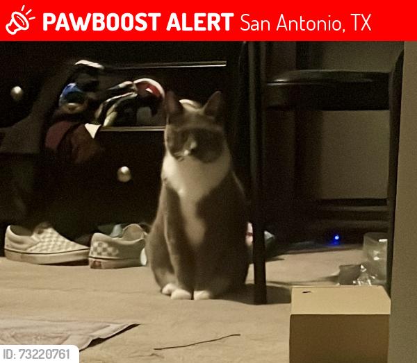 Lost Female Cat last seen Champion road formerly known as Braun road. Near the stadium, San Antonio, TX 78249