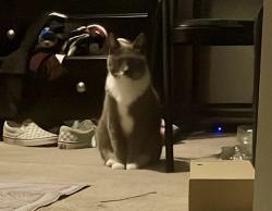Lost Female Cat last seen Champion road formerly known as Braun road. Near the stadium, San Antonio, TX 78249