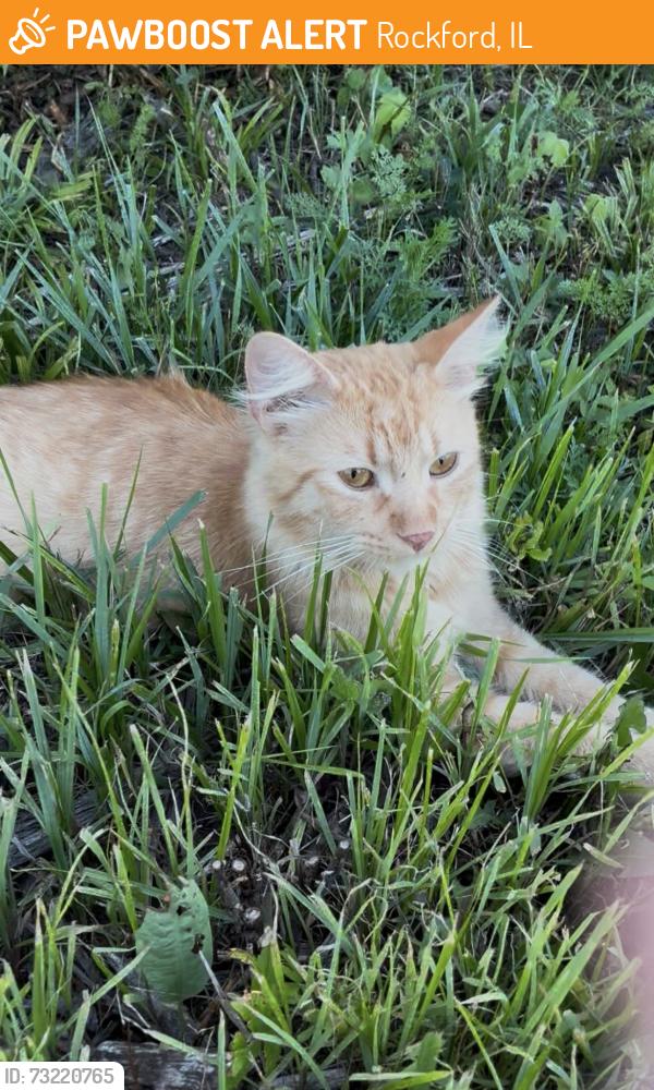 Found/Stray Unknown Cat last seen By the trailers and near Atwood park, Rockford, IL 61109