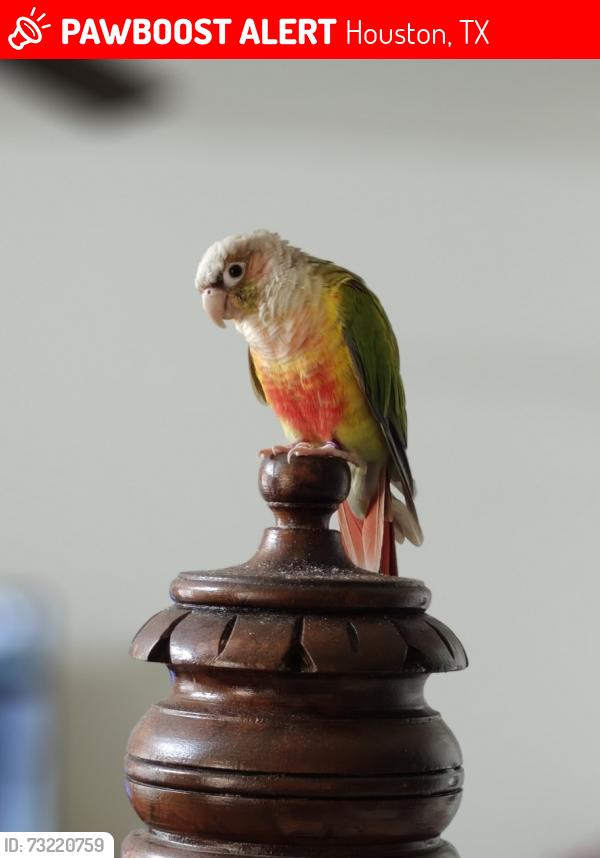 Lost Unknown Bird last seen Copperfield, Houston, TX 77084