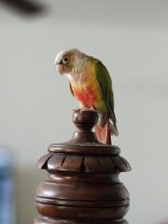 Lost Unknown Bird last seen Copperfield, Houston, TX 77084
