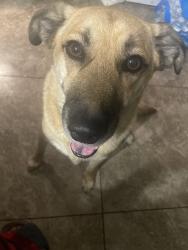Reunited Male Dog last seen Sahara y lamb, Sunrise Manor, NV 89104