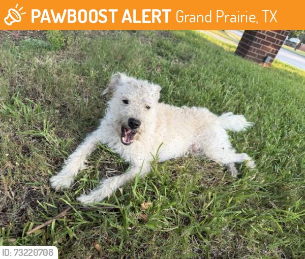 Found/Stray Male Dog last seen Baldwin and Carrier, Grand Prairie, TX 75052