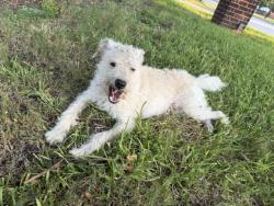 Found/Stray Male Dog last seen Baldwin and Carrier, Grand Prairie, TX 75052