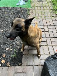 Found/Stray Male Dog last seen Baystone dr., Hendersonville, NC 28791