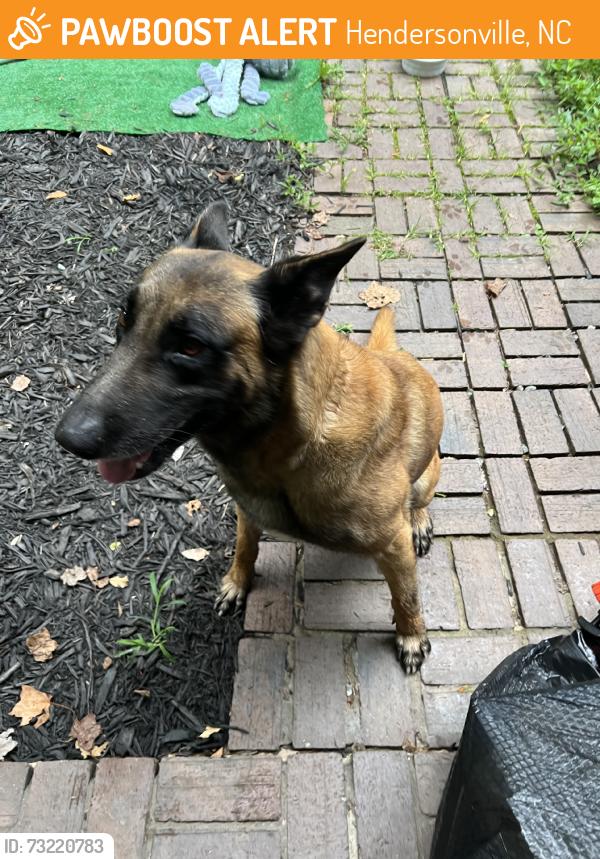Found/Stray Male Dog last seen Baystone dr., Hendersonville, NC 28791
