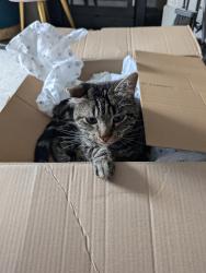 Reunited Male Cat last seen Royal Gardens, Desborough, England NN14 2NU