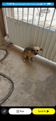 Reunited Female Dog last seen Avenue b, Yuma, AZ 85364