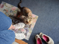 Found/Stray Female Cat last seen She hangs out at my hse on Mission Beach Road, Tulalip Bay, WA 98271