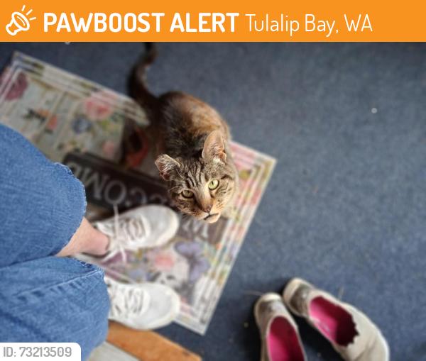 Found/Stray Female Cat last seen She hangs out at my hse on Mission Beach Road, Tulalip Bay, WA 98271
