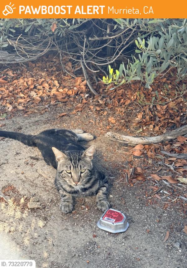 Found/Stray Male Cat last seen Inside Buchana Elementary School, Murrieta, CA 92563