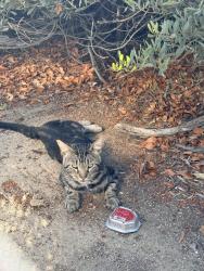 Found/Stray Male Cat last seen Inside Buchana Elementary School, Murrieta, CA 92563