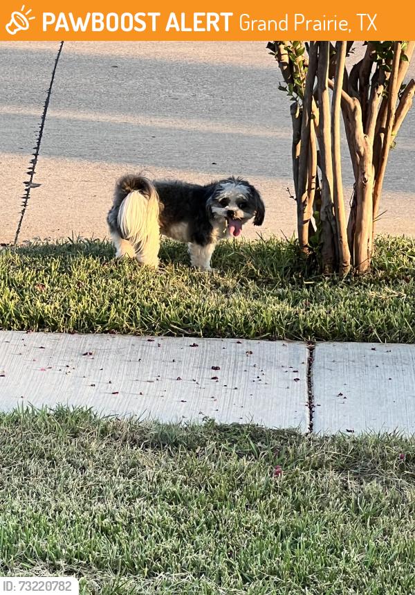 Found/Stray Unknown Dog last seen Cedar ridge Dr, Grand Prairie, TX 75052