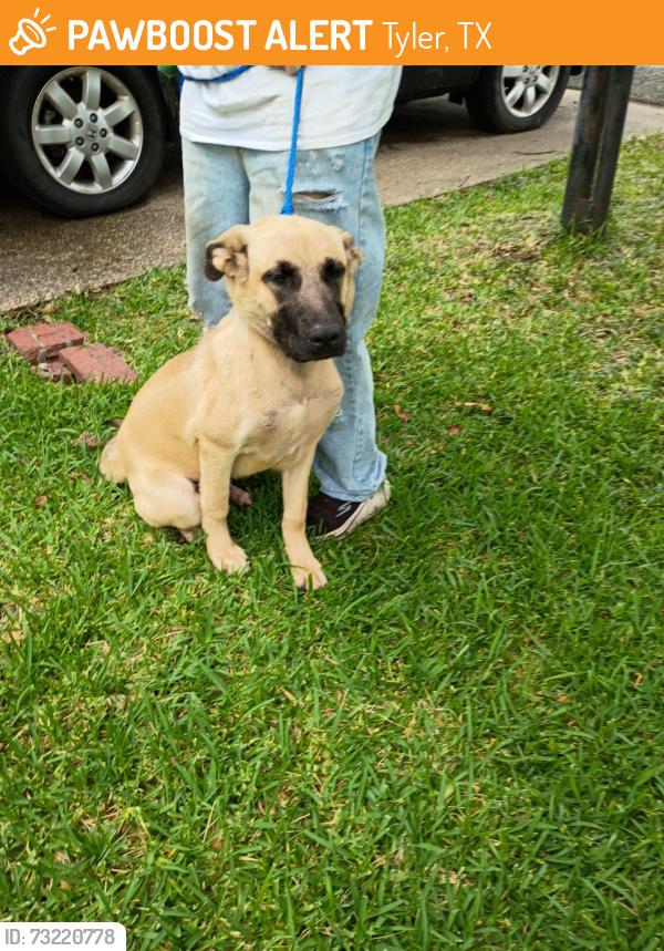 Found/Stray Male Dog last seen South Loop 323 at truck stop, Tyler, TX 75702
