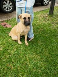 Found/Stray Male Dog last seen South Loop 323 at truck stop, Tyler, TX 75702