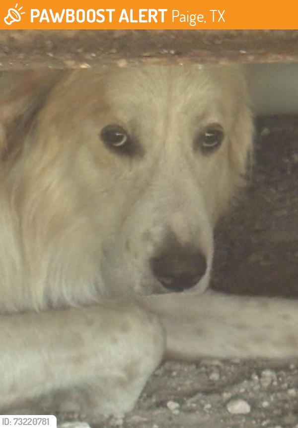 Found/Stray Male Dog last seen Near Mustang Drive, Paige, TX 78659