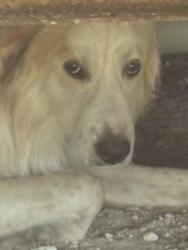 Found/Stray Male Dog last seen Near Mustang Drive, Paige, TX 78659