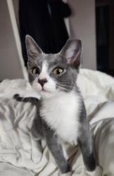 Lost Male Cat last seen Behind high school, Pelican Rapids, MN 56572