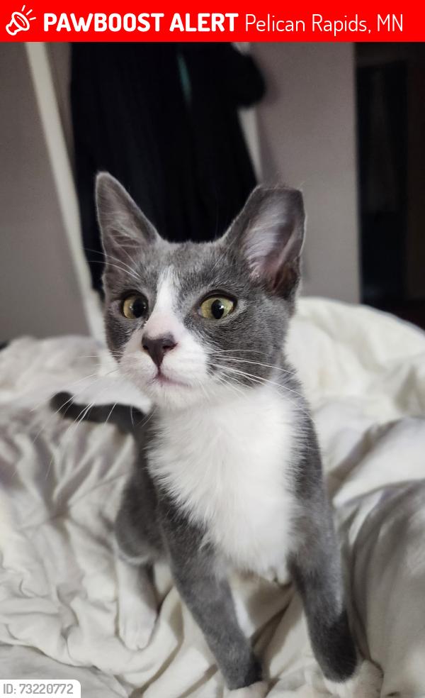 Lost Male Cat last seen Behind high school, Pelican Rapids, MN 56572