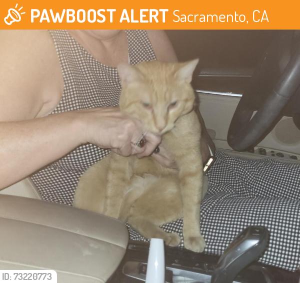 Found/Stray Male Cat last seen Artisan apmts, Sacramento, CA 95828