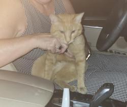 Found/Stray Male Cat last seen Artisan apmts, Sacramento, CA 95828