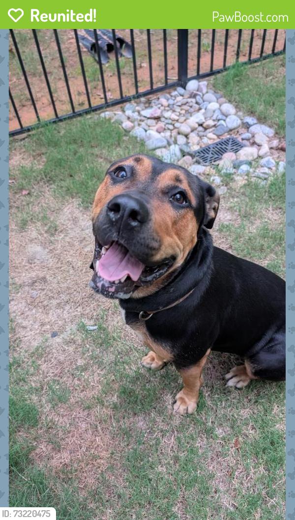 Reunited Female Dog last seen Leesville Rd & Crestmont Dr, Raleigh, NC, Raleigh, NC 27613