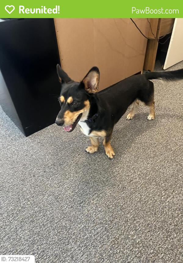 Reunited Male Dog last seen Crossville Rd and Grace Hill Dr, Roswell, GA 30075