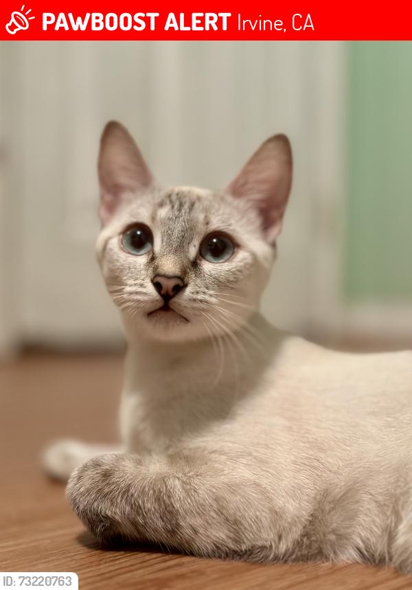 Lost Female Cat last seen Paseo Westpark/ Warner, Irvine, CA 92606