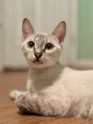Lost Female Cat last seen Paseo Westpark/ Warner, Irvine, CA 92606
