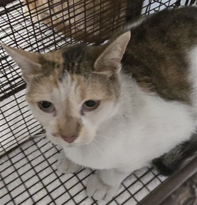 Shelter Stray Female Cat last seen , 957 N Gaffey St, San Pedro, CA 90731, USA