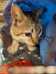 Shelter Stray Male Cat last seen 29TH ST & N MEADOWS PL, 2127 Front St, Sacramento, CA 95818, USA