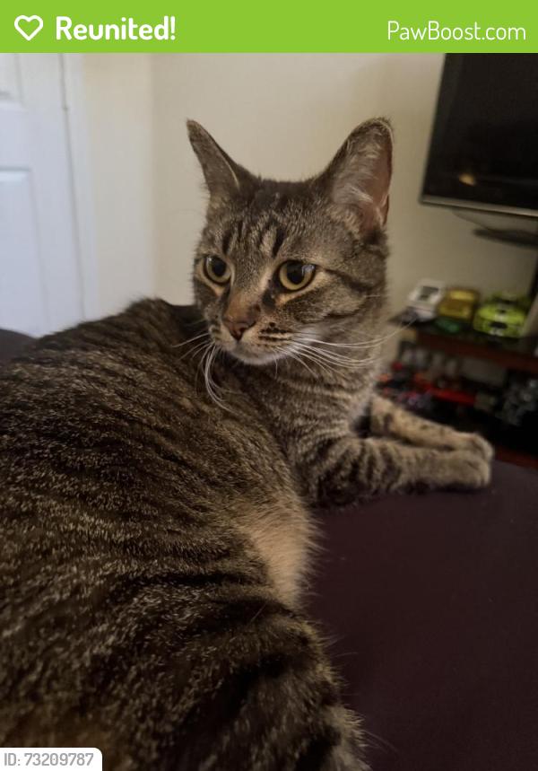 Reunited Female Cat last seen Shellstone Ave, Las Vegas, NV 89117, USA, Las Vegas, NV 89117