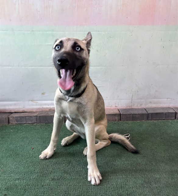 Shelter Stray Female Dog last seen , 4275 Elton St, Baldwin Park, CA 91706, USA