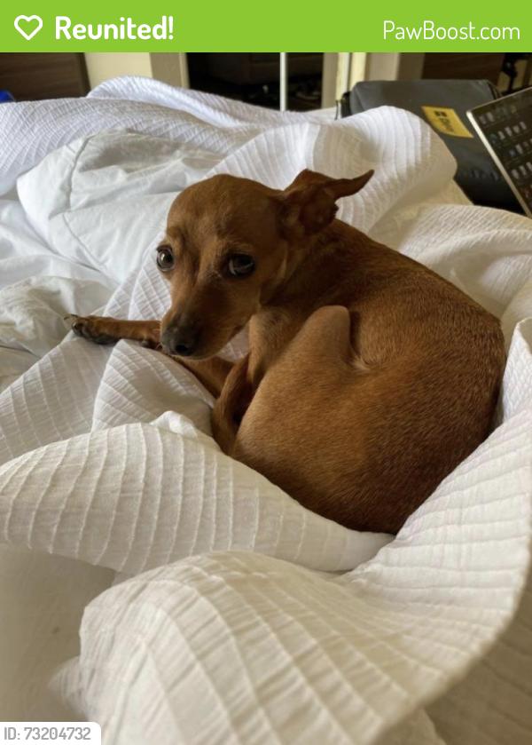 Reunited Female Dog last seen NW Military and 1604, San Antonio, TX 78257