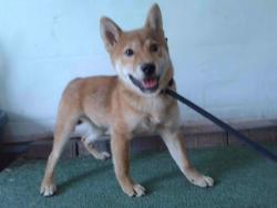 Shelter Stray Male Dog last seen , 4275 Elton St, Baldwin Park, CA 91706, USA