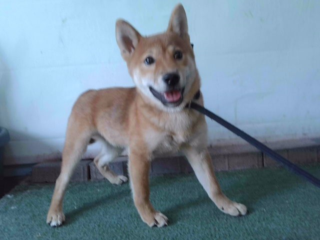 Shelter Stray Male Dog last seen , 4275 Elton St, Baldwin Park, CA 91706, USA