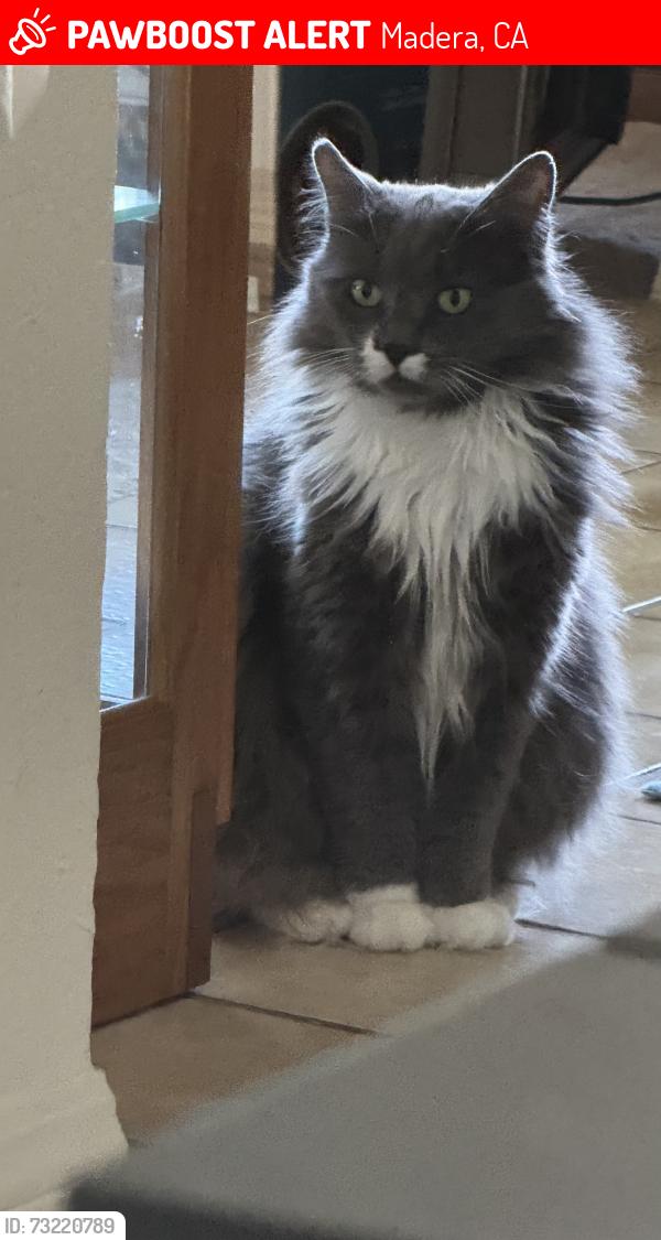 Lost Male Cat last seen Granada, Madera, CA 93637