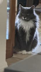 Lost Male Cat last seen Granada, Madera, CA 93637