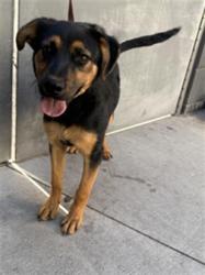 Shelter Stray Male Dog last seen , 1850 W 60th St, Los Angeles, CA 90047, USA