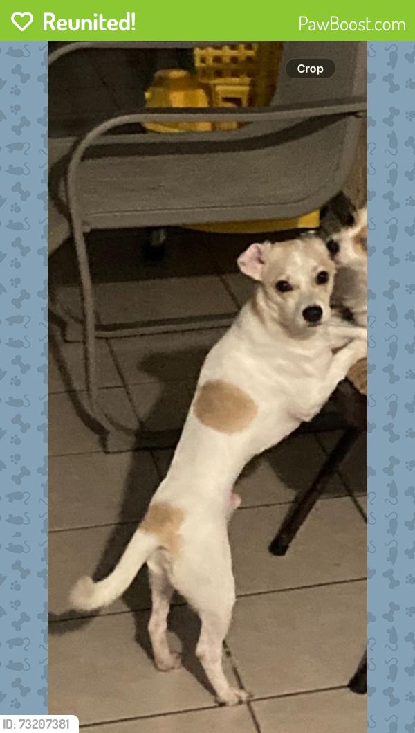 Reunited Male Dog last seen Near Kelly street Arlington tx 76010, Arlington, TX 76012