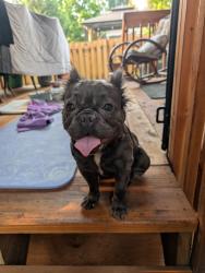Reunited Female Dog last seen Kelly Creek / Gresham, Gresham, OR 97080