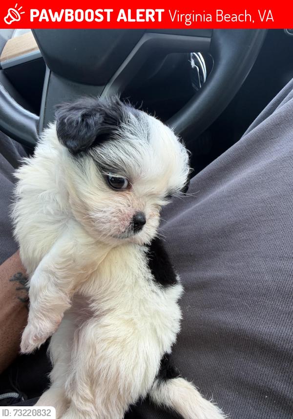 Lost Female Dog last seen Aqua at 25th street, Virginia Beach, VA 23451