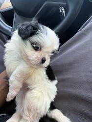 Lost Female Dog last seen Aqua at 25th street, Virginia Beach, VA 23451