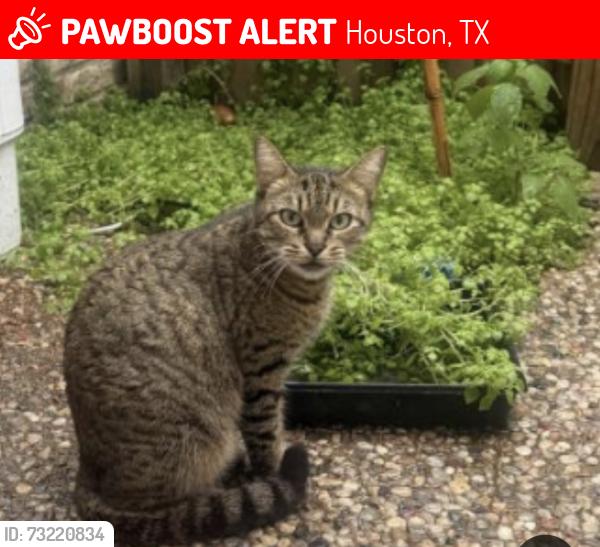 Lost Female Cat last seen Kirkwood bissonnet, Houston, TX 77099