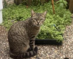 Lost Female Cat last seen Kirkwood bissonnet, Houston, TX 77099