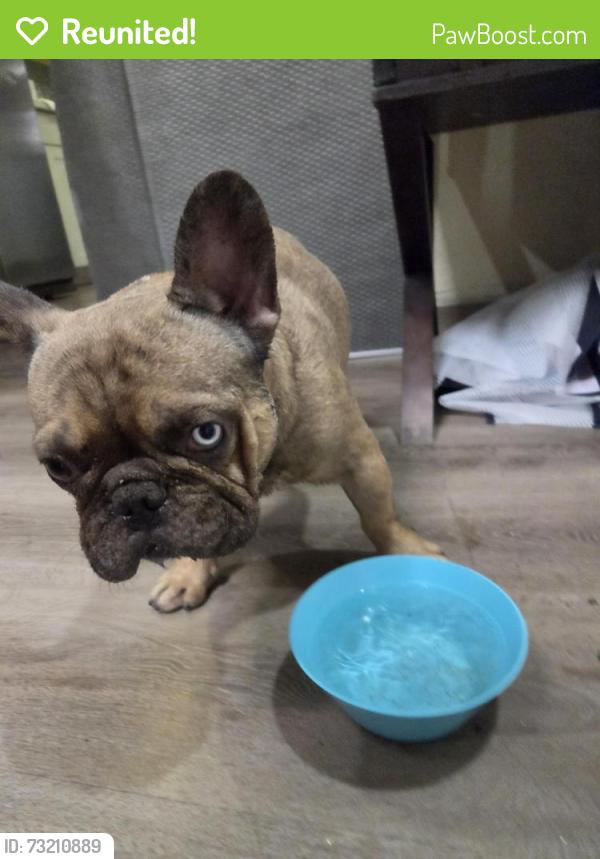 Reunited Male Dog last seen Pecos and East Carey, North Las Vegas, NV 89030