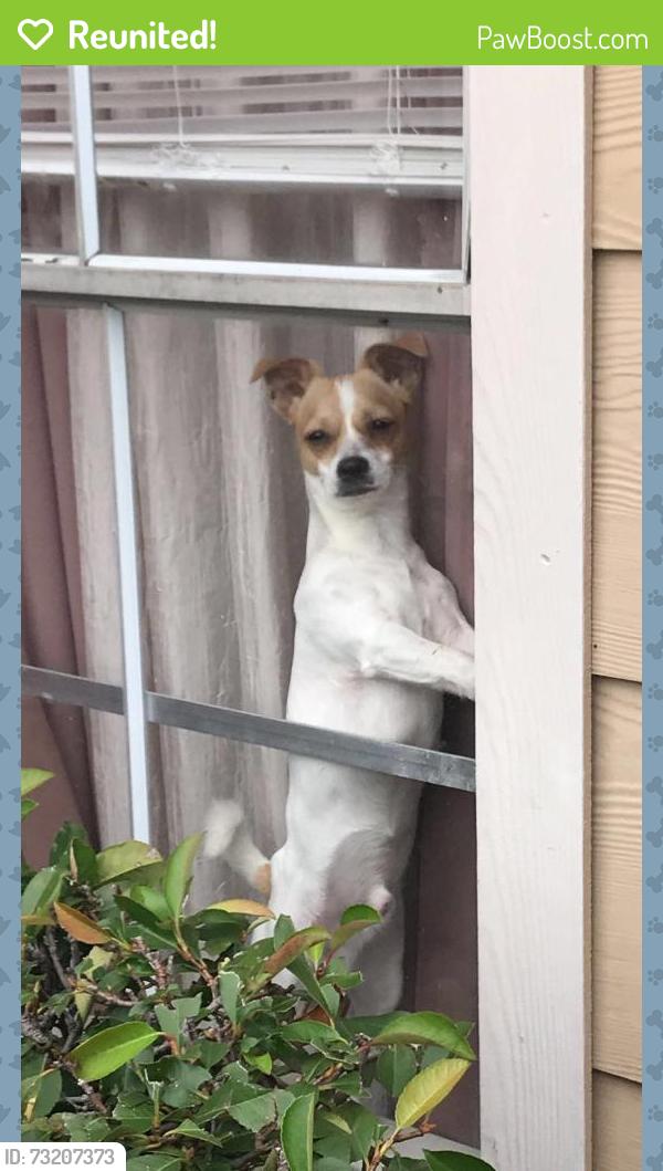 Reunited Male Dog last seen Near Kelly terrace Arlington tx 76010, Arlington, TX 76010