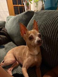 Lost Female Dog last seen Colesville Rd and Highland Dr., Silver Spring, MD 20910